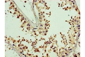 Immunohistochemistry of paraffin-embedded human testis tissue using ABIN7162466 at dilution of 1:100 (PDRG1 Antikörper  (AA 1-133))