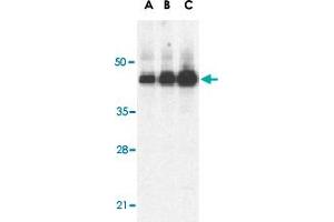 Western blot analysis of Casp12 (large) in human heart lysate with Casp12 large polyclonal antibody  at 0. (Caspase 12 Antikörper)