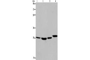 Western Blotting (WB) image for anti-Ets Variant 7 (ETV7) antibody (ABIN2430040) (ETV7 Antikörper)
