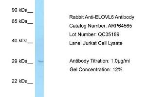 Western Blotting (WB) image for anti-ELOVL Fatty Acid Elongase 6 (ELOVL6) (C-Term) antibody (ABIN2774401) (ELOVL6 Antikörper  (C-Term))