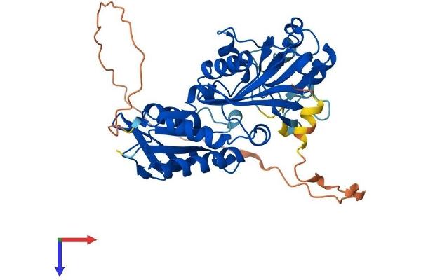RIMKLA Protein (AA 1-391) (His tag)