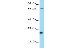 WB Suggested Anti-BAG1 Antibody Titration: 1. (BAG1 Antikörper  (N-Term))