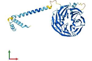Protein Structure (PS) image for Platelet-Activating Factor Acetylhydrolase 1b, Regulatory Subunit 1 (45kDa) (PAFAH1B1) (AA 1-410) protein (His tag) (ABIN7563502)