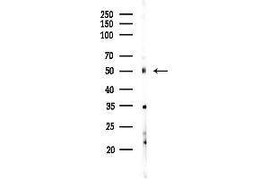 Western blot analysis of lysates from Hela cells(starvation,24h treatment), using RXR gamma Antibody at 1/1000 dilution.