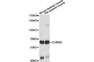 Western blot analysis of extracts of various cell lines, using CHRNG antibody. (CHRNG Antikörper)