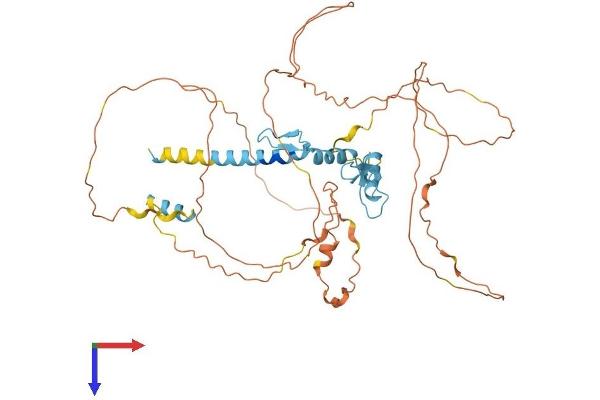 EGR4 Protein (AA 1-478) (His tag)