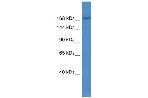 WB Suggested Anti-Abcc2 Antibody Titration:  0. (ABCC2 Antikörper  (Middle Region))