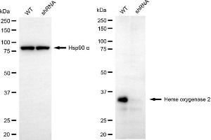 Western blotting analysis using heme oxygenase 2 antibody (ABIN7798886).