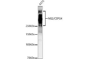 Western Blotting (WB) image for anti-Melanoma Associated Chondroitin Sulfate Proteoglycan (MCSP) (AA 1950-2210) antibody (ABIN1679389)
