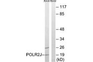 Western Blotting (WB) image for anti-Polymerase (RNA) II (DNA Directed) Polypeptide J, 13.3kDa (POLR2J) (AA 10-59) antibody (ABIN2890272)