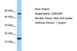 Western Blotting (WB) image for anti-Cyclin-Dependent Kinase 2 Associated Protein 1 (CDK2AP1) (C-Term) antibody (ABIN2789771)