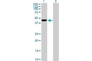 Western Blot analysis of CTSD expression in transfected 293T cell line by CTSD MaxPab polyclonal antibody. (Cathepsin D Antikörper  (AA 1-412))