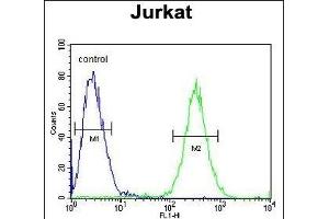 ST3GAL5 Antibody (C-term) (ABIN652016 and ABIN2840497) flow cytometric analysis of Jurkat cells (right histogram) compared to a negative control cell (left histogram). (ST3GAL5 Antikörper  (AA 389-418))
