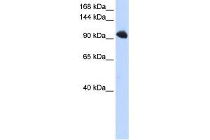 WB Suggested Anti-SFRS8 Antibody Titration:  0. (SFRS8 Antikörper  (N-Term))