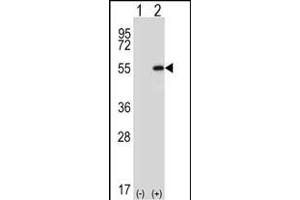 Western blot analysis of DDX39 (arrow) using rabbit polyclonal DDX39 Antibody (Center ) (ABIN652341 and ABIN2841566). (DDX39 Antikörper  (AA 250-277))