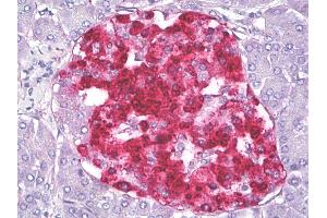 Anti-IGFBP7 / TAF antibody IHC of human pancreas, islets of Langerhans.