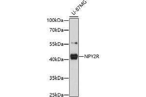 Western blot analysis of extracts of U-87MG cells, using NPY2R antibody (ABIN7268889) at 1:1000 dilution. (NPY2R Antikörper  (C-Term))