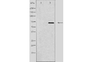 Western blot analysis of extracts from HepG2 cells, using PLK3 antibody. (PLK3 Antikörper  (Internal Region))