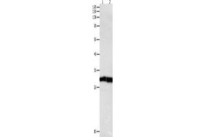Western Blotting (WB) image for anti-Dual Specificity Phosphatase 6 (DUSP6) antibody (ABIN2421547) (DUSP6 Antikörper)