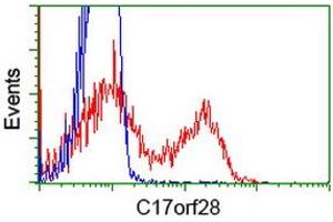 HEK293T cells transfected with either RC206740 overexpress plasmid (Red) or empty vector control plasmid (Blue) were immunostained by anti-C17orf28 antibody (ABIN2452861), and then analyzed by flow cytometry. (HID1/DMC1 Antikörper)