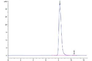 The purity of Cynomolgus CEACAM-6 is greater than 95 % as determined by SEC-HPLC. (CEACAM6 Protein (AA 35-320) (His tag))
