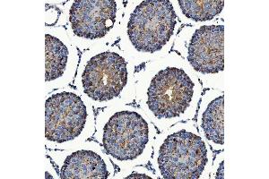 IHC analysis of SEC23IP using anti-SEC23IP antibody (ABIN7601222). (SEC23IP Antikörper  (AA 30-426))