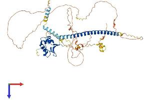 HSF2 Protein (AA 1-536) (His tag)