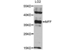 Western blot analysis of extracts of LO2 cells, using MFF antibody (ABIN6293329) at 1:3000 dilution. (MFF Antikörper)