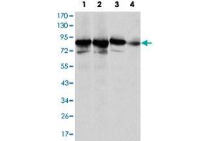 Western blot analysis of XRCC5 monoclonal antobody, clone 5C5  against HeLa (1), MCF-7 (2), A-549 (3) and NIH/3T3 (4) cell lysate.