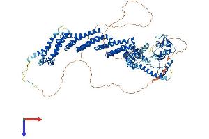 Cullin 4B Protein (CUL4B) (AA 1-913) (His tag)
