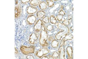 Immunohistochemistry of paraffin-embedded rat kidney using CNTN4 Rabbit mAb (ABIN7266495) at dilution of 1:100 (40x lens). (Contactin 4 Antikörper)