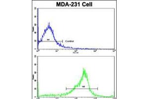 Flow cytometric analysis of MDA-231 cells using SERPINA9 Antibody (bottom histogram) compared to a negative control cell (top histogram). (SERPINA9 Antikörper  (AA 194-222))