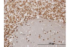 Immunoperoxidase of monoclonal antibody to EN1 on formalin-fixed paraffin-embedded human cerebellum. (EN1 Antikörper  (AA 266-392))