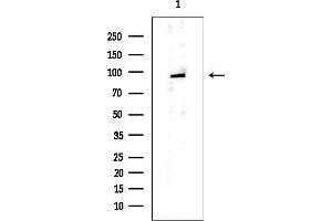 Western blot analysis of lysates from HUVEC cells, using PSD95 Mouse Monoclonal Antibody at 1/1000 dilution.