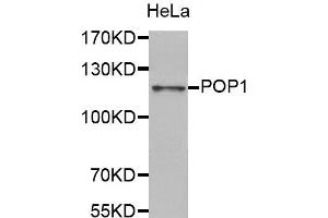 Western Blotting (WB) image for anti-Processing of Precursor 1, Ribonuclease P/MRP Subunit (S. Cerevisiae) (POP1) antibody (ABIN1876990) (POP1 Antikörper)