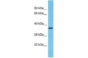 Western Blotting (WB) image for anti-Olfactory Receptor, Family 2, Subfamily A, Member 42 (OR2A42) (C-Term) antibody (ABIN2791719) (OR2A42 Antikörper  (C-Term))