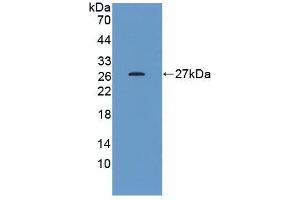 Detection of Recombinant HSPB1, Human using Monoclonal Antibody to Heat Shock Protein 27 (Hsp27) (HSP27 Antikörper  (AA 2-205))