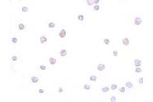 Immunohistochemistry (IHC) image for anti-Secernin 3 (SCRN3) (Middle Region) antibody (ABIN1031081) (Secernin 3 Antikörper  (Middle Region))