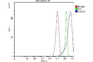 anti-Fragile X Mental Retardation, Autosomal Homolog 2 (FXR2) (AA 153-651) antibody