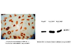 Image no. 2 for anti-DNA Repair Protein Apurinic Endonuclease antibody (ABIN5693483) (DNA Repair Protein Apurinic Endonuclease Antikörper)