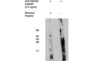 Image no. 1 for anti-Degenerative Spermatocyte Homolog 2, Lipid Desaturase (DEGS2) antibody (ABIN793718) (DEGS2 Antikörper)