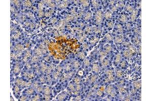 ABIN6263377 and ABIN6278723 at 1/100 staining rat pancreatic tissue by IHC-P. (MRPS11 Antikörper  (C-Term))