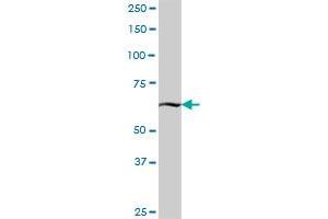 KBTBD7 MaxPab polyclonal antibody. (KBTBD7 Antikörper  (AA 1-684))
