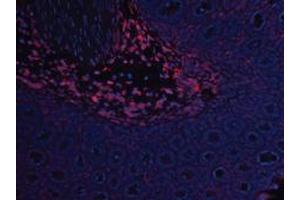 Image no. 2 for anti-Leptin (LEP) antibody (ABIN465757) (Leptin Antikörper)