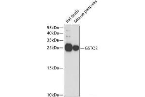 Western blot analysis of extracts of various cell lines using GSTO2 Polyclonal Antibody at dilution of 1:1000. (GSTO2 Antikörper)