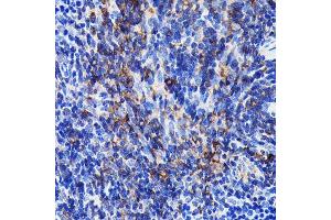 Immunohistochemistry of paraffin-embedded mouse spleen using SHP1 Rabbit mAb (ABIN7269716) at dilution of 1:100 (40x lens). (SHP1 Antikörper)
