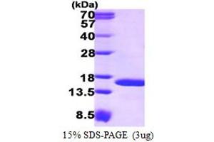 SDS-PAGE (SDS) image for Tax1 (Human T-Cell Leukemia Virus Type I) Binding Protein 3 (TAX1BP3) (AA 1-124) protein (His tag) (ABIN667609) (TAX1BP3 Protein (AA 1-124) (His tag))