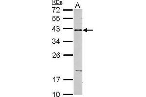 WB Image Sample (30 ug of whole cell lysate) A: THP-1 15% SDS PAGE antibody diluted at 1:2000 (CD40 Antikörper  (Center))