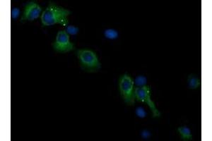 Image no. 1 for anti-Ras Association (RalGDS/AF-6) Domain Family (N-terminal) Member 8 (RASSF8) antibody (ABIN1500619) (RASSF8 Antikörper)
