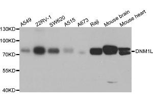 Western blot analysis of extracts of various cell lines, using DNM1L antibody (ABIN5971410) at 1/1000 dilution. (Dynamin 1-Like Antikörper)